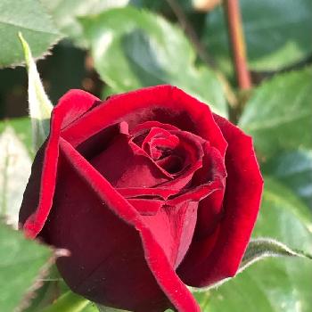 熱情の画像 by ニコちゃん大王さん | 小さな庭と熱情と薔薇♪と今日のお花とHTC社員