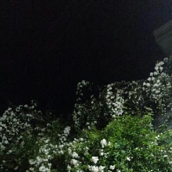 夜空に咲く花の投稿画像一覧 Greensnap グリーンスナップ 夜空に咲く花の投稿画像一覧 Greensnap グリーンスナップ