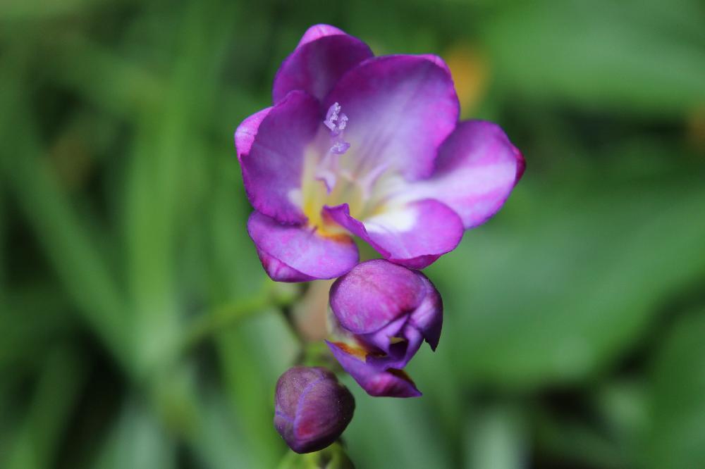 フリージアの投稿画像 By Shiraさん フリージアの花と紫フリージアと植えっぱなしフリージアと球根植物とフリージア パープル 17月5月1日 Greensnap グリーンスナップ