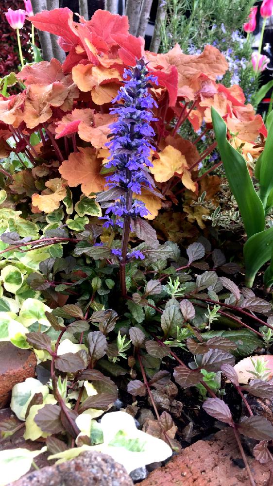 ヒューケラ の投稿画像 By るるさん アイビー と花壇とマイガーデンとナチュラルガーデンと植中毒と我が家の花壇と アジュガ とガーデニングとアジュカ 紫と 玄関アプローチ コンテストと 手作り花壇 コンテスト 17月5月1日 Greensnap グリーンスナップ