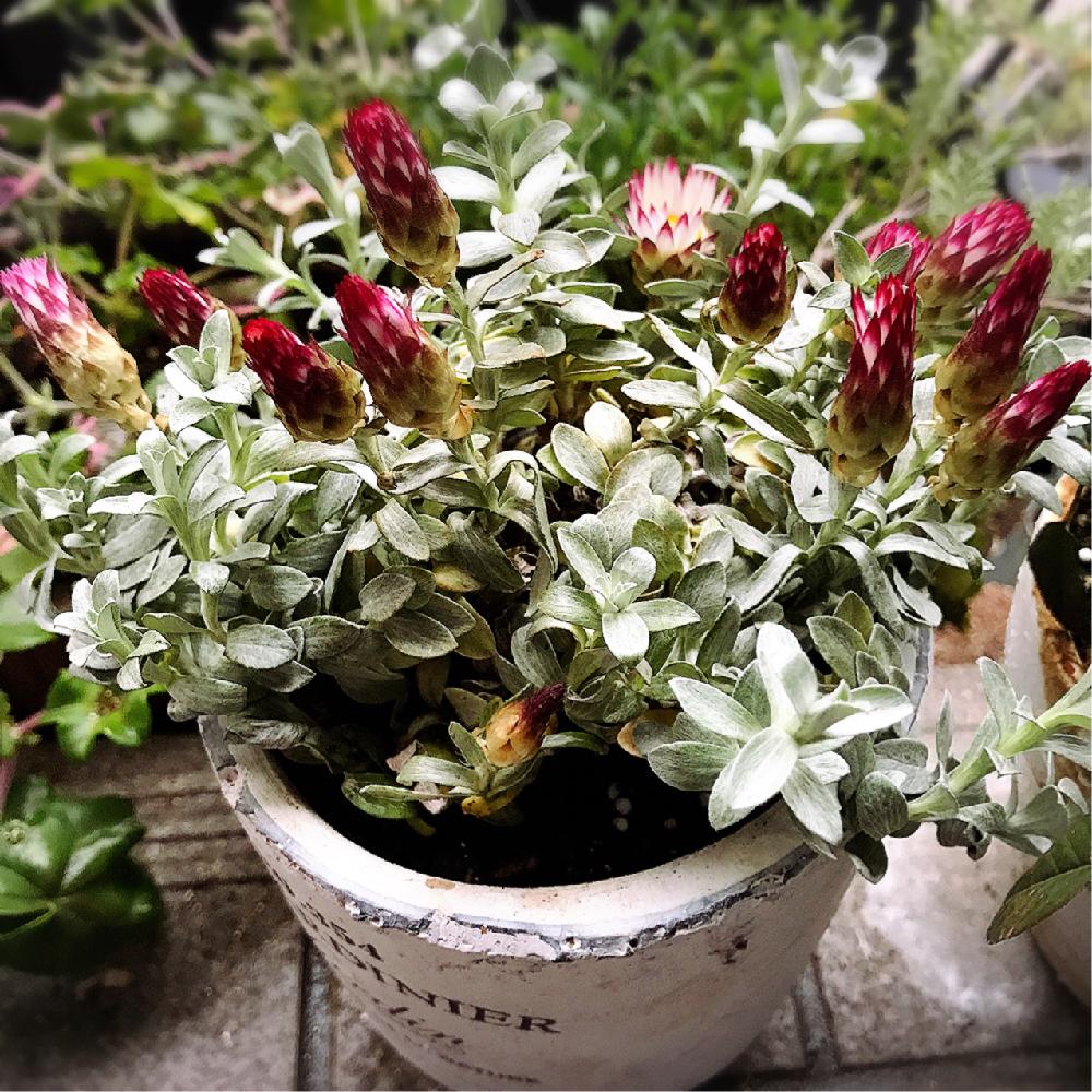 ヘリクリサム シルバーキャンドルの投稿画像 By れいぴぃさん ヘリクリサムと新しい仲間と癒しとチーム大阪と植中毒と今日の一枚と小さな幸せ とかわいいな と可愛い子 とno Green No Life 17月5月2日 Greensnap グリーンスナップ