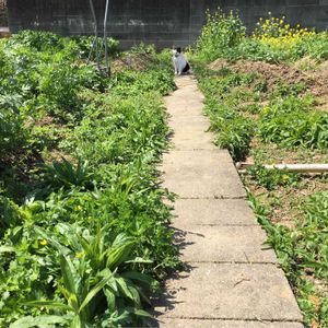 ウメ,花柚,ハーブ,はたけ,植物の画像