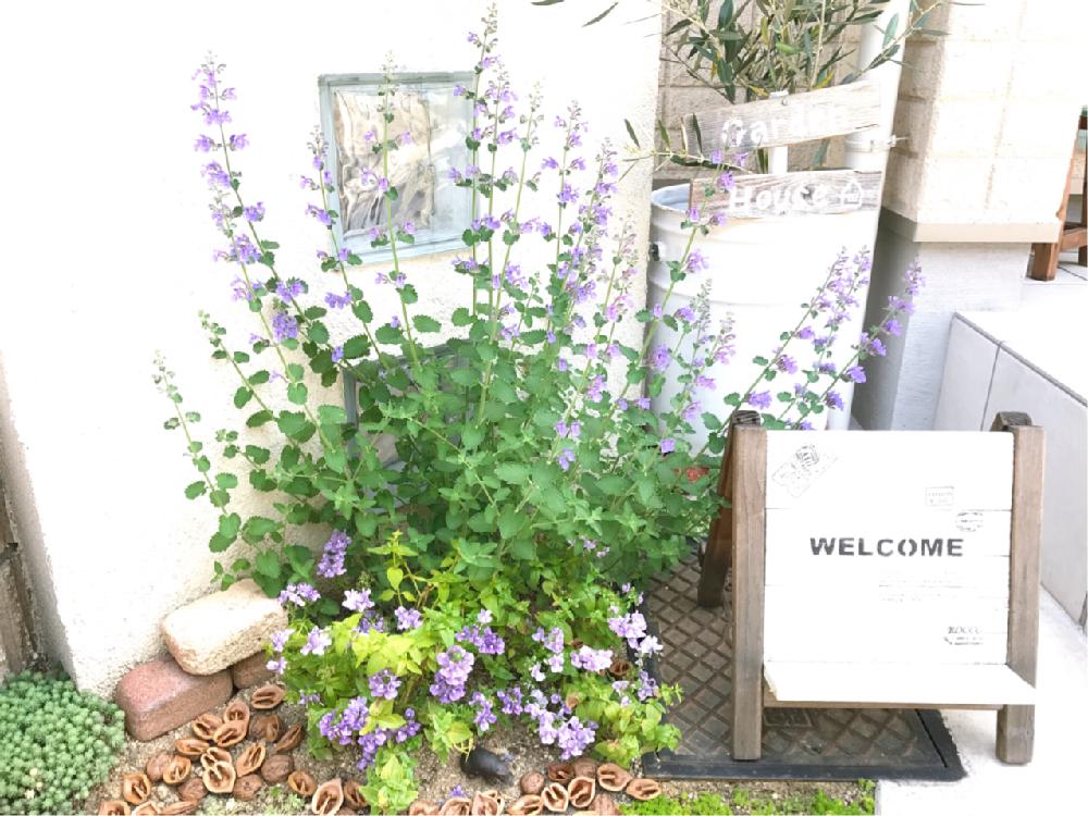 キャットミントの投稿画像 By ゆうりんさん キャットミントの花とポスト前とネメシア と玄関先と地植え 17月5月2日 Greensnap グリーンスナップ