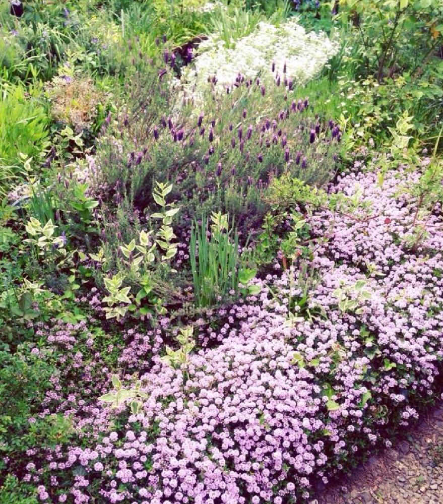 ラベンダーの投稿画像 By Inonoさん フレンチラベンダーと 手作り花壇 コンテストとナチュラルガーデンと今日のお花と可愛いとガーデニングと花のある暮らし 17月5月3日 Greensnap グリーンスナップ