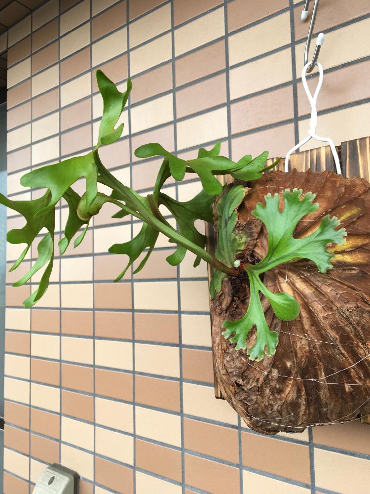 胞子葉の投稿画像 By Kacgyさん コウモリラン とビカクシダ リドレイと貯水葉とシンタロウの ビカクシダコンテスト 17月5月3日 Greensnap グリーンスナップ