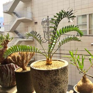 エンセファラルトス　ホリダス,塊根植物,暴れ多肉,今日の一枚,植中毒の画像