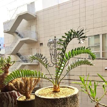 パキポディウム イノピナツム,多肉植物,塊根植物,実生,塊根の画像