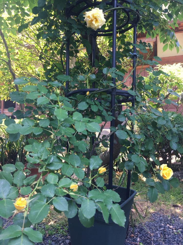 つるゴールドバーニーの投稿画像 By こっこさん つるバラとバラ 鉢植えとオベリスクと鉢植えとバラ オベリスク 17月5月3日 Greensnap グリーンスナップ