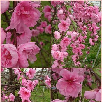 お仕事途中に…の画像 by シェリーさん | お出かけ先と八重桜と好きだな~とHappy❤と路草と春～と『桜』コンテストとラブ❤とお仕事途中に…と寄り道