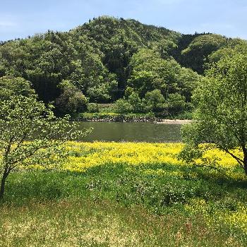 阿武隈川の画像 by Hana＊Hanaさん | お出かけ先と菜の花畑✨と山里と阿武隈川