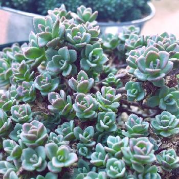 カラフトミセバヤの投稿画像一覧 Greensnap グリーンスナップ