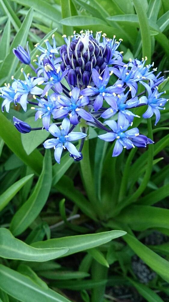 咲いた の投稿画像 By Miccoさん 今日の一枚と青い花と球根の花とシラー ペルビアナとシラーと小さな庭と咲いた と今日の一枚と青い花と球根の花 17月5月3日 Greensnap グリーンスナップ Greensnap グリーンスナップ
