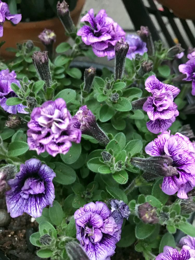 ペチュニアの投稿画像 By Kkiinnさん 今日のお花と八重咲きと癒し空間と大好きな花と紫の花と記録用 17月5月4日 Greensnap グリーンスナップ