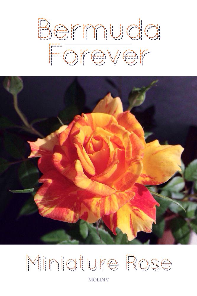 オレンジ色の花の投稿画像 By Shigeさん 絞りのバラとミニバラ鉢植えと絞り模様バラとオレンジ系と春の花々 とバラ 鉢植えと今日の一枚と絞り咲きと ミニバラ バミューダフォーエバーとオレンジの花と鉢植えとミニバラを楽しむとオレンジ色とバラ ミニバラとオレンジ