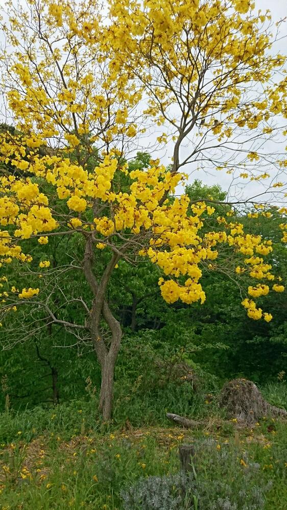 イペーの投稿画像 By みーみーみーさん 黄色い花と大きな木 17月5月4日 Greensnap グリーンスナップ