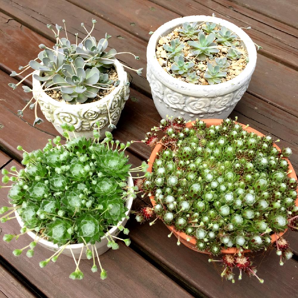 多肉植物の投稿画像 By みらいさん ランナーと植中毒と今日の一枚と多肉女子とガーデニング 17月5月4日 Greensnap グリーンスナップ