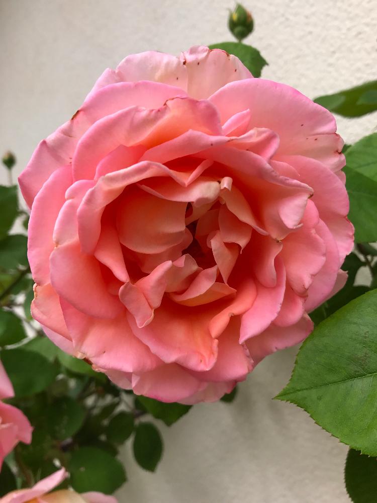 バラの投稿画像 By Keiさん エントランスとピンクのバラ と大輪と名前がわかりません と色がキレイと薔薇の花とピンクのバラ と大輪と名前 がわかりません と色がキレイと薔薇の花 17月5月4日 Greensnap グリーンスナップ Greensnap グリーンスナップ