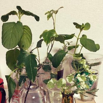 ミント水差しの投稿画像一覧 Greensnap グリーンスナップ