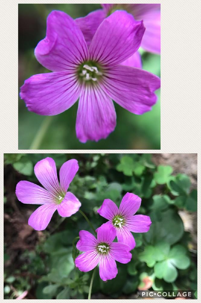 クローバーの投稿画像 By えむさん 今日のお花と庭の雑草と雑草 17月5月4日 Greensnap グリーンスナップ