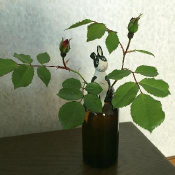 いい匂い♡の画像 by 桃子❁さん | 部屋と色が好きといい匂い♡と植中毒と今日のお花と薬瓶とお花と素敵
