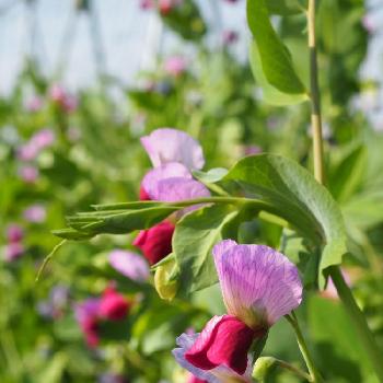 絹さやの花の投稿画像一覧 Greensnap グリーンスナップ 絹さやの花の投稿画像一覧 Greensnap グリーンスナップ