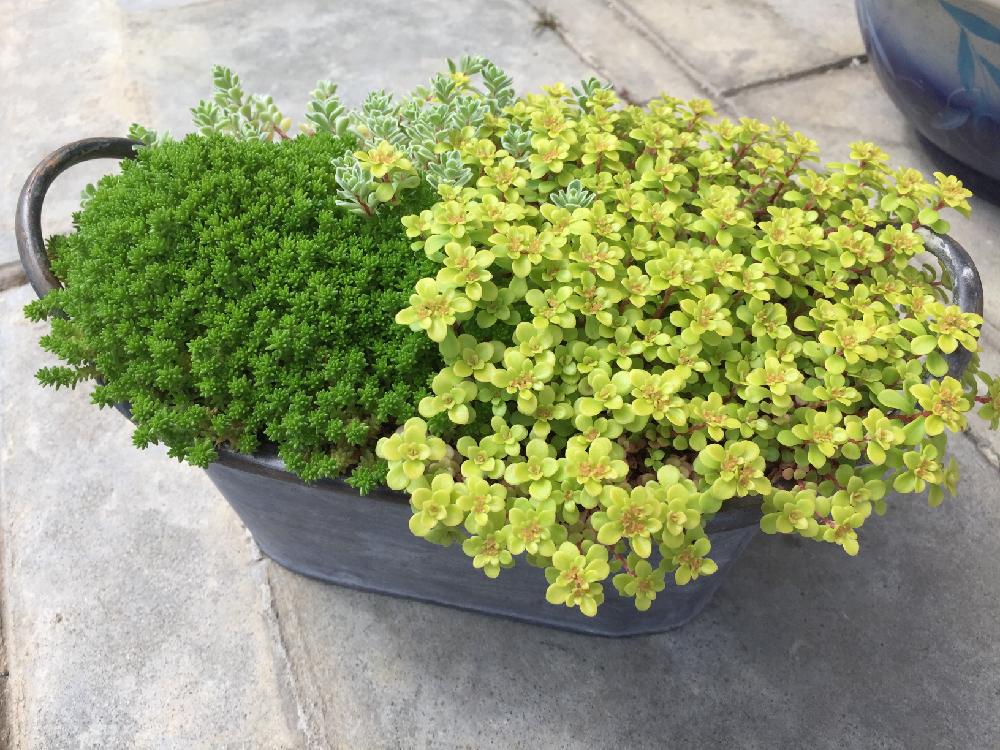 黄金丸葉万年草 多肉植物