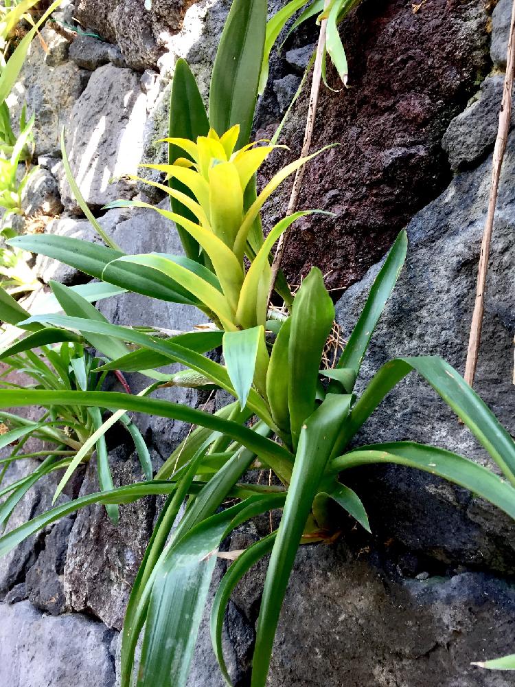 グズマニアの投稿画像 By しーちゃんさん お出かけ先と グズマニア フリーセア コンテストと着生植物とパイナップル科とときわミュージアムと グズマニア フリーセア コンテストと着生植物とパイナップル科とときわミュージアム 17月5月5日 Greensnap グズマニアの投稿画像 By しーちゃんさん お出かけ先と グズマニア フリーセア コンテストと着生植物とパイナップル科とときわミュージアムと グズマニア フリーセア コンテストと着生植物とパイナップル科とときわミュージアム 17月5月5日 Greensnap