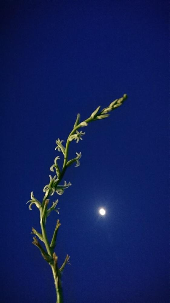 硬葉ハオルチアの花の投稿画像 By かずこさん 植中毒と多肉女子 17月5月5日 Greensnap グリーンスナップ
