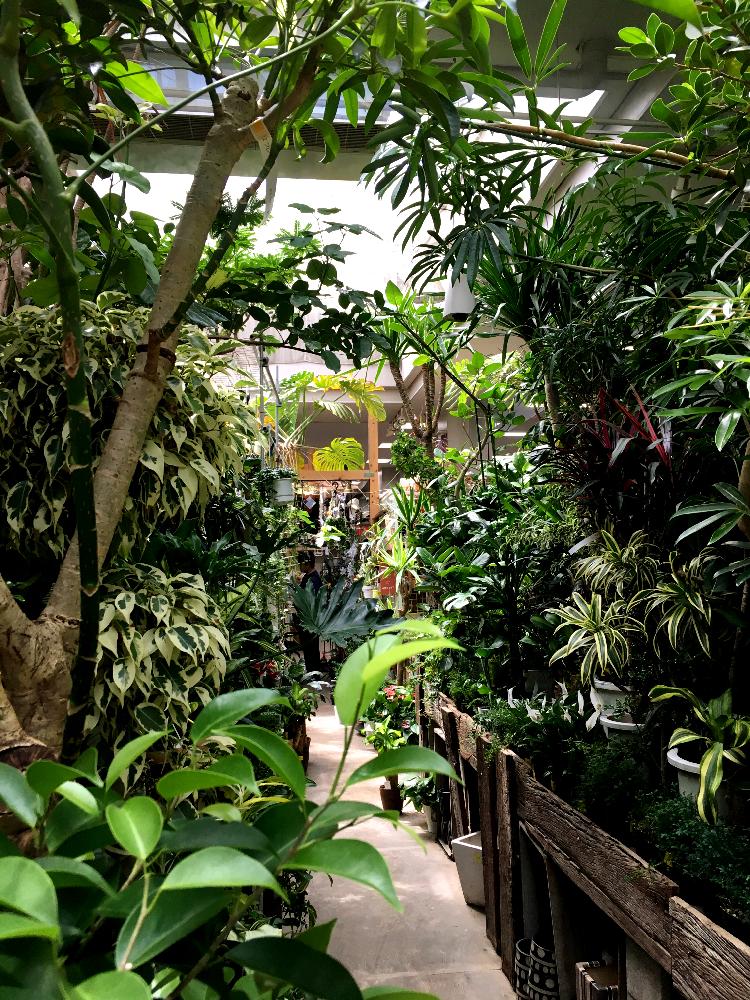 観葉植物の投稿画像 By ティナさん オザキフラワーパークと植中毒と多肉女子とジャングルみたい 17月5月5日 Greensnap グリーンスナップ