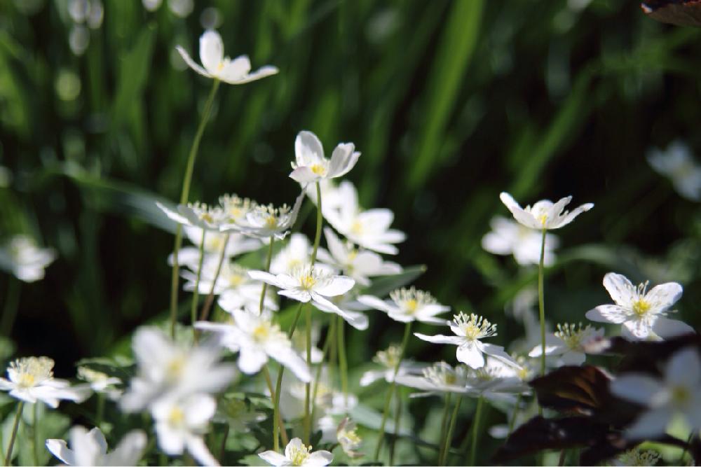 ニリンソウの投稿画像 By Shigeさん 春の花々 と一眼レフと小さな白いお花と今日の一枚と白いお花と春の草花と小花と白い花 17月5月5日 Greensnap グリーンスナップ