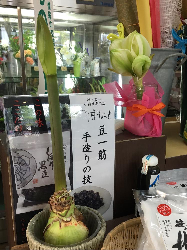 マジックアマリリスの投稿画像 By 花のコメサンさん 17月5月6日 Greensnap グリーンスナップ