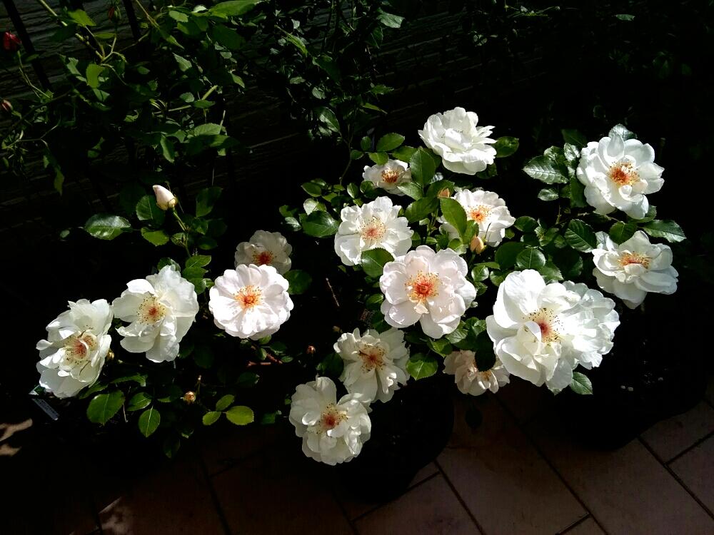 バラ ジャクリーヌデュプレの投稿画像 By つなぴこさん バラ 鉢植えと屋上と屋上ガーデン 17月5月6日 Greensnap グリーンスナップ