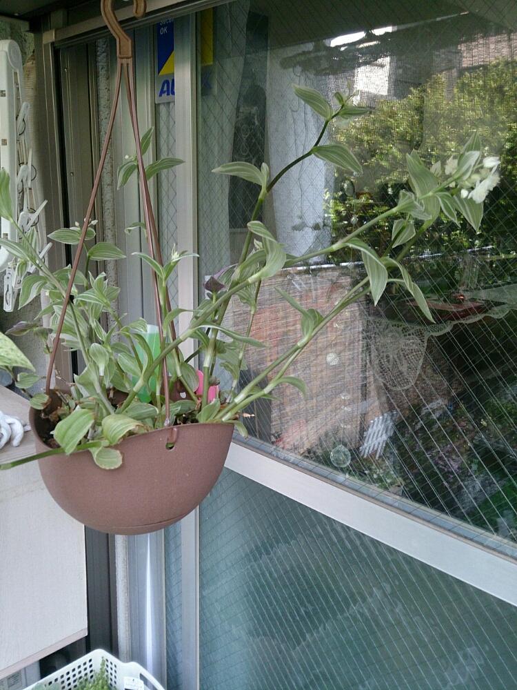 綺麗 の投稿画像 By Ryo さん 観葉植物と吊り下げと葉っぱ成長と成長記録と小さな花とかわいいな 17月5月6日 Greensnap グリーンスナップ