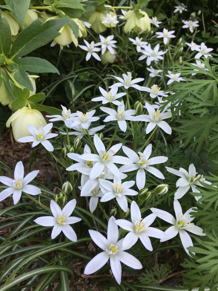 可愛い白い花の投稿画像 By ななももまるさん 花がいっぱい 17月5月6日 Greensnap グリーンスナップ