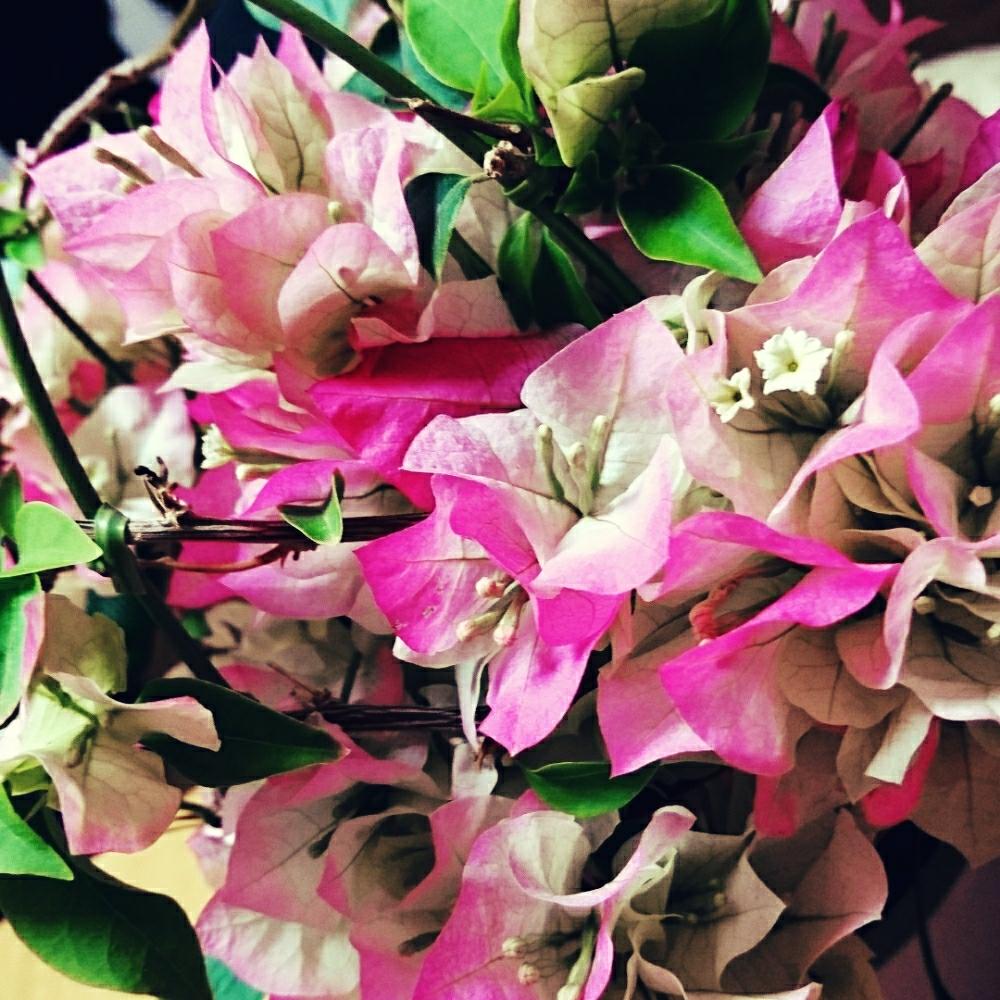 幸せの投稿画像 By 茉莉花さん 癒しと可憐と季節の花と白いと出逢いと今日の一枚と今日のお花と美しいとピンクと可愛いピンク色 17月5月6日 Greensnap グリーンスナップ