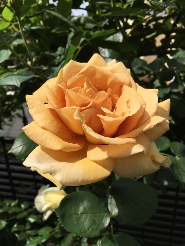 バタースコッチ 薔薇の投稿画像 By レモンとすだちさん バラとお庭造り 記録とありがとう と黄色い花と今日のお花と咲いた とつるバラ 17月5月6日 Greensnap グリーンスナップ