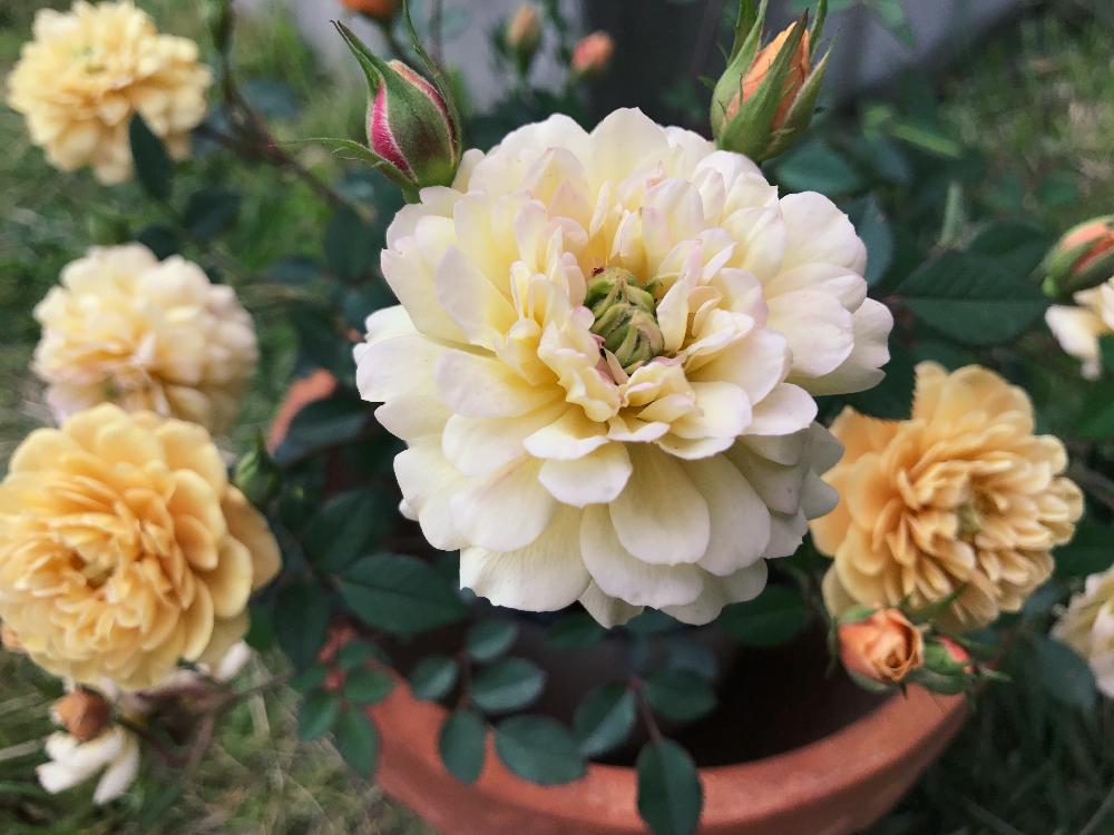 ミニバラの投稿画像 By Miさん モカとポンポン咲きとブラウン系と黄色とオレンジとミニバラ モカと小さな庭とミニバラ鉢植え とポンポン咲きとブラウン系と黄色とオレンジとミニバラ鉢植え 17月5月6日 Greensnap グリーンスナップ Greensnap グリーン