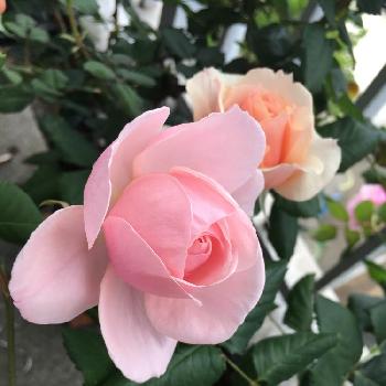 バラ きずなの画像 by chionさん | バルコニー/ベランダとバラ きずなとバラ ナエマとバラ 鉢植え