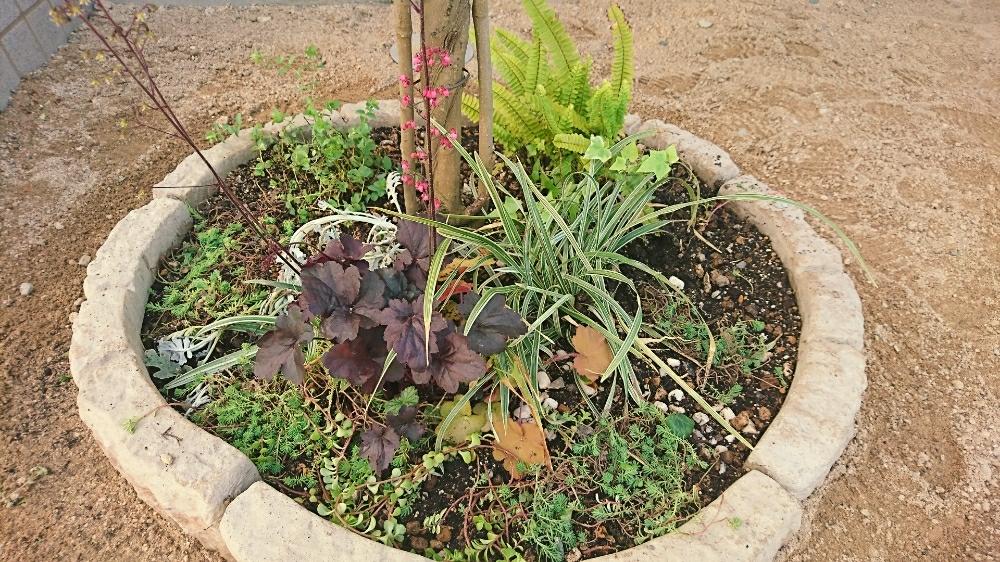 シマトネリコ の投稿画像 By ガンジュマルさん シンボルツリーと寄せ植えとてづくりと我が家の庭とdiy 17月5月6日 Greensnap グリーンスナップ