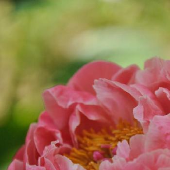 芍薬 ハワイアンコーラルの投稿画像一覧 Greensnap グリーンスナップ