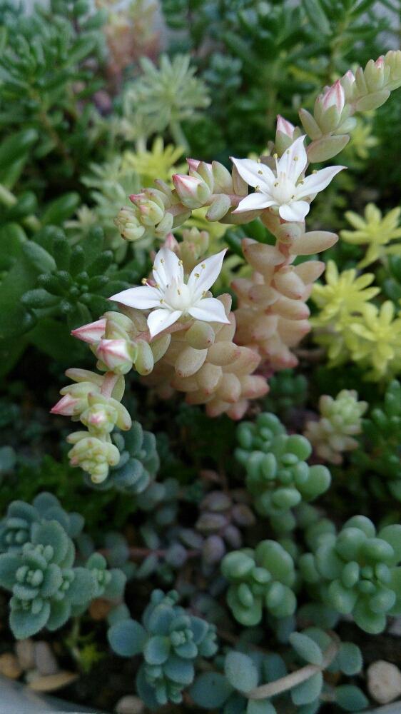 多肉植物の投稿画像 By Miccoさん 多肉の花と今日の一枚と白い花と咲いた 17月5月6日 Greensnap グリーンスナップ