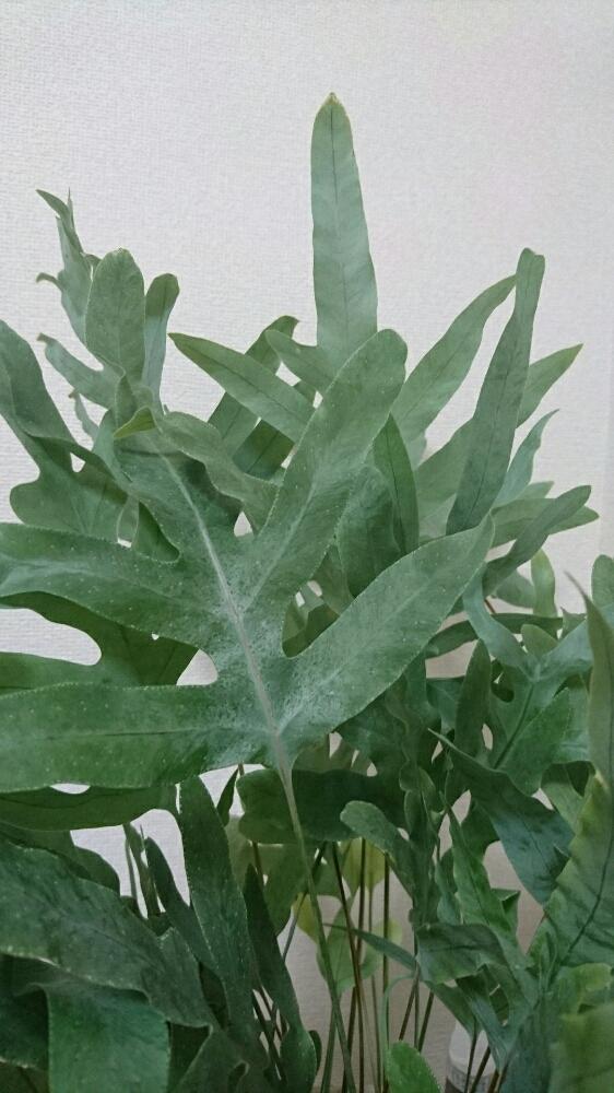 ポリポジウム オーレウム ブルースターの投稿画像 By えみさん 観葉植物 17月5月6日 Greensnap グリーンスナップ