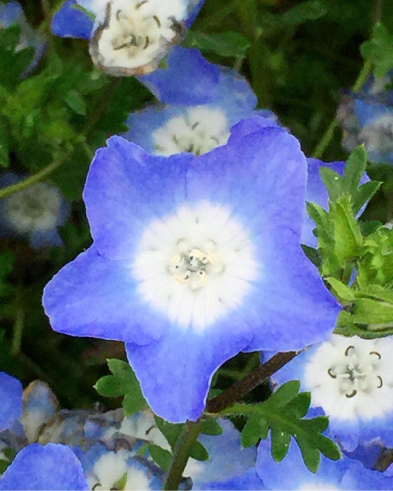 ネモフィラの投稿画像 By 花ママさん 広い庭とステキ と青い花とお花畑 と大好きな花と星型とかわいいな と星型のお花と咲いた とステキ と青い花とお花畑 と大好きな花と星型とかわいいな と星型のお花と咲いた 17月5月7日 Greensnap グリーンスナップ