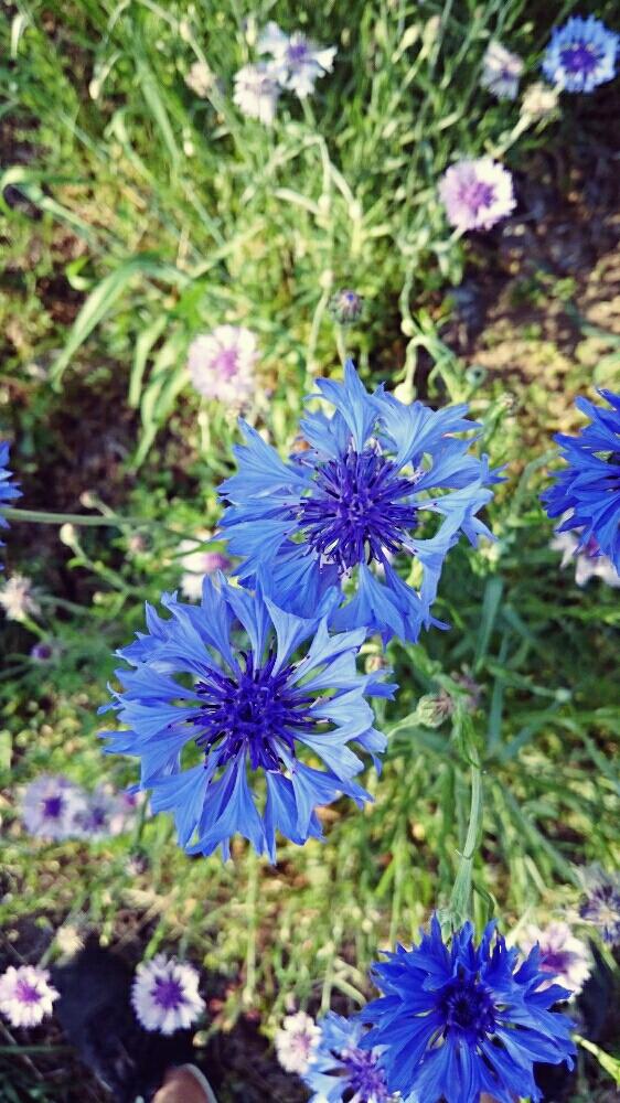 矢車菊の投稿画像 By おかなさん 矢車草とガーデニングと紫の花と青い花 17月5月7日 Greensnap グリーンスナップ