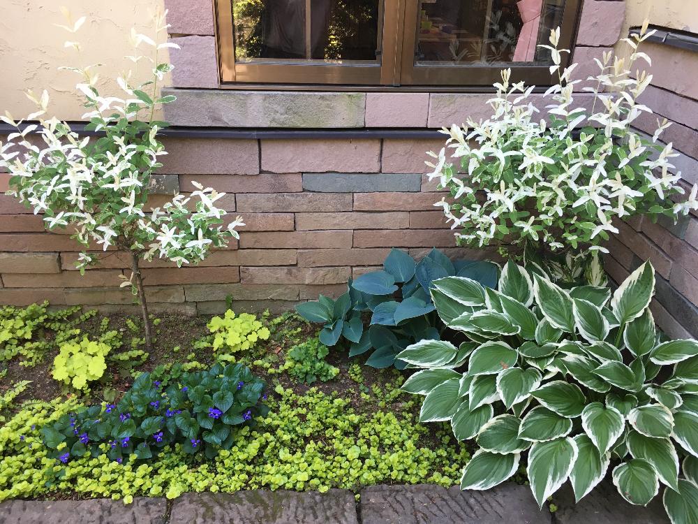 ハクロニシキの投稿画像 By かっしゅさんさん ガーデンと花木と庭木とおでかけ先とガーデニングとお庭 17月5月7日 Greensnap グリーンスナップ