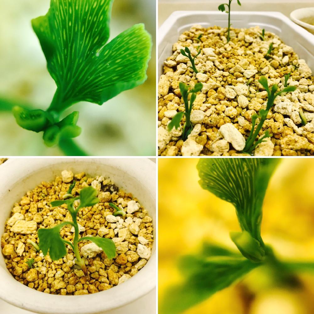 銀杏の投稿画像 By M W さん 雌株２つあると思うと実生に挑戦シリーズと銀杏 と植中毒と盆栽に挑戦と実生と種蒔中毒と種蒔民族と盆栽 17月5月7日 Greensnap グリーンスナップ