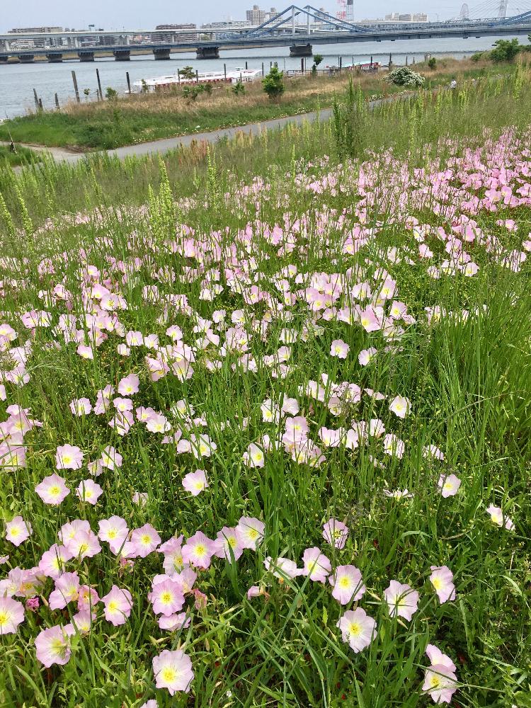 お出かけ先の投稿画像 By しもしもさん 今日のお花と江東区散歩と河川敷とヒルザキツキミソウと土手に咲く花と荒川と今日のお花と江東区散歩と河川敷と土手に 咲く花と荒川 17月5月7日 Greensnap グリーンスナップ Greensnap グリーンスナップ