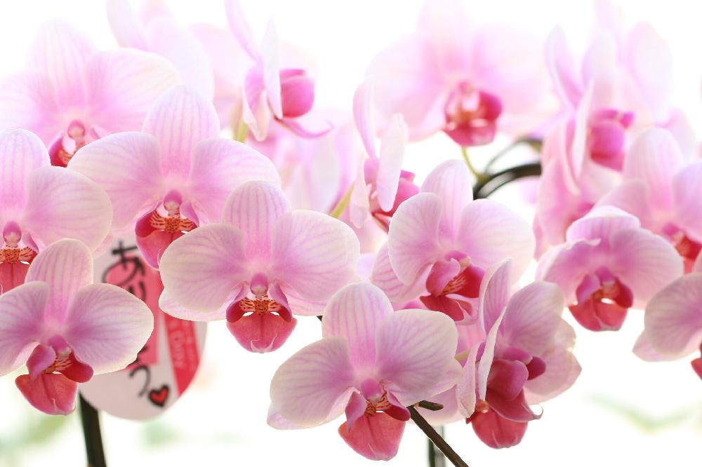 胡蝶蘭の花の投稿画像 By 沢辺生花店さん オシャレと今日の一枚と自然のままとコチョウラン と奈良と花屋と自由表現と母の日 17月5月7日 Greensnap グリーンスナップ