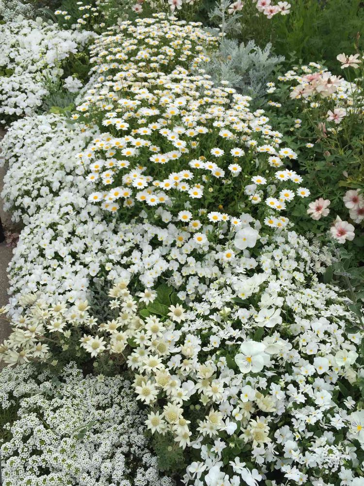 季節の風さんの山下公園への投稿