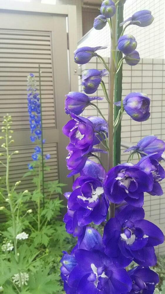 デルフィニウムの投稿画像 By Timo Cさん デルフィニウム キングアーサーとデルフィニウム ブルーバードと咲いた 17月5月7日 Greensnap グリーンスナップ
